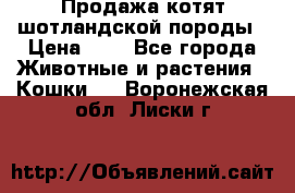 Продажа котят шотландской породы › Цена ­ - - Все города Животные и растения » Кошки   . Воронежская обл.,Лиски г.